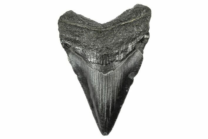 Serrated, Juvenile Megalodon Tooth - South Carolina #340495